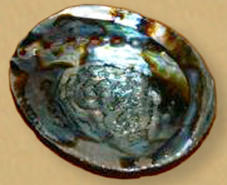 Coquille D'ormeau TERRE DE L'AIGLE